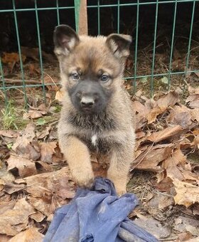 Nemecký ovčiak-Belgický ovčiak,  cros