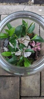 Rastlinné terárium (florárium)