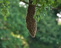 Odchytím včely,  včelí roj, roj včiel,  odchyt včiel - 1