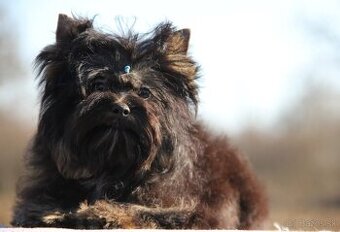 Yorkshire terrier, York, Jork