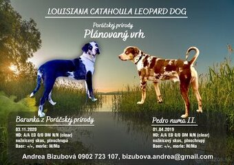 Louisianský leopardi pes - šteniatka s PP