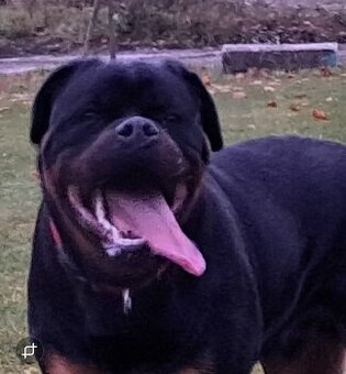 Rotvajler, rottweiler