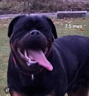 Rotvajler, rottweiler