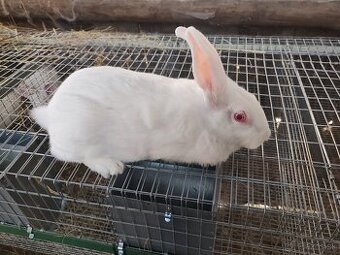 Predám králiky hyla