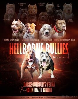 American bully XL s PP