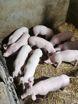 Predám odstavčatá