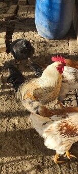 Predám mladých kohutau