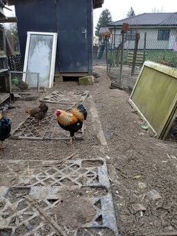 Zdrobnela wyandotka oranžovo sfarbená vlnitaá