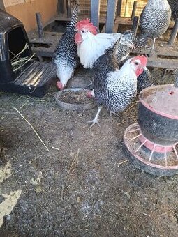 NV brakelky,vlašky,black star