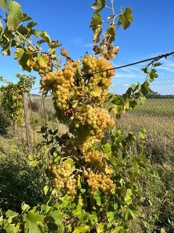 Prenájom vinohradu – Štefanová - 1