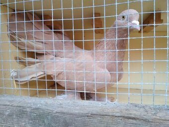 Holuby indické páviky