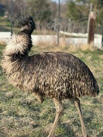 Emu hnedy - 1