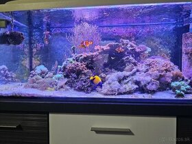 Morske akvarium 160l - 1