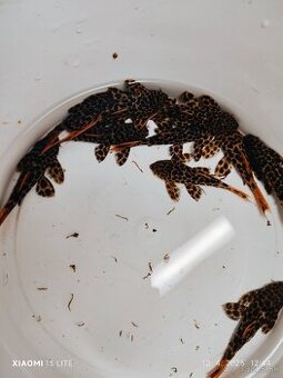 pleco