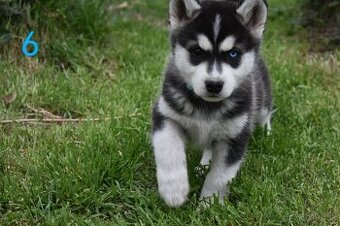 Sibírsky Husky