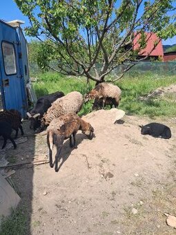 Predam kamerunskeho barana, ovecky a jahnata
