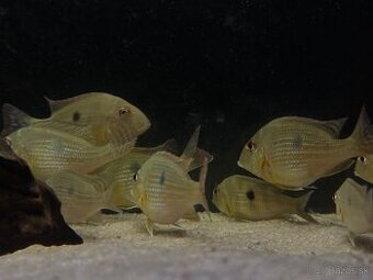 Geophagus abalios