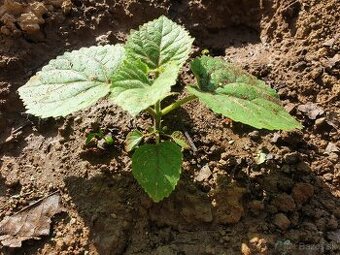 Paulownia