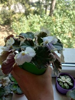 Africká fialka panašovana (Saintpaulia variegata) Valéria
