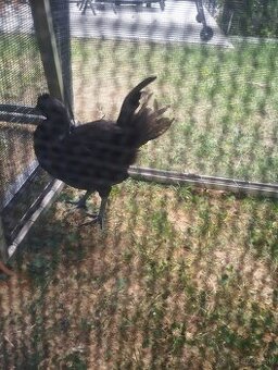 Predám dvojmesačného kohútika Ayam Cemani