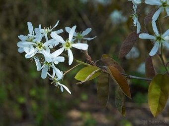 Predám Amelanchier