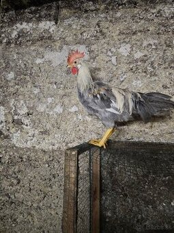 Kohutik vlaška perlovošeda
