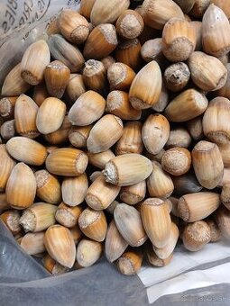 Lieskove orechy nelúpane