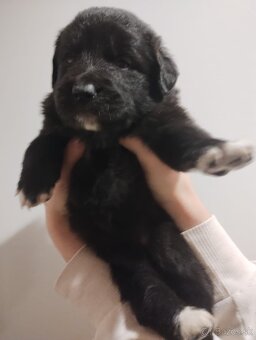 Zlatý retriever a Border kolia