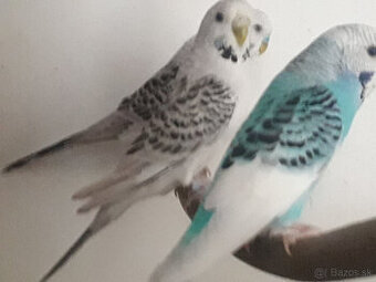 predám pekné andulky a zebričky