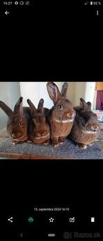 Viedenský divokosfarbeny kralik