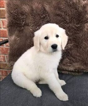 Šteniatka zlatého retrievera na predaj.