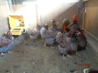 Wyandotka zlatá-násadové vajcia