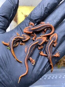 Mloky, žaby, rybožravé užovky