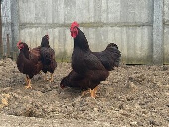 Rodajlendka , nasadove vajcia