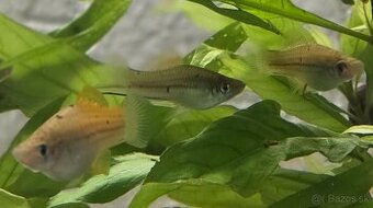 Mečúň mexický var. Neon Berlin (Xiphophorus Hellerii)