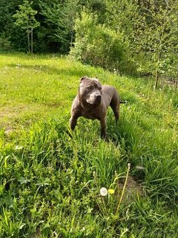 Americky pitbullterier