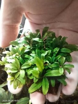 Akvariova rastlina Bucephalandra sp. Kualakuayan 1