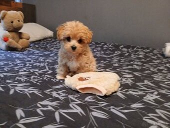Maltipoo