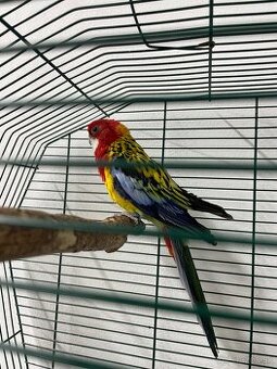 Darujem papagája rozelu pestrú