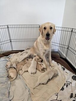 Predaj / Rezervácia šteniatok Zlatého retrievera - 1