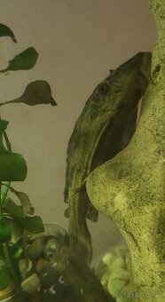 Prisavnik obycajny 15cm