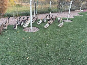 Predám campbell kačice