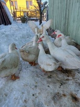 Pižmove kačice - 1