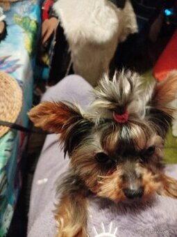 Predám ročnú fenku Yorkshire teriér