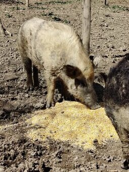 mangalica