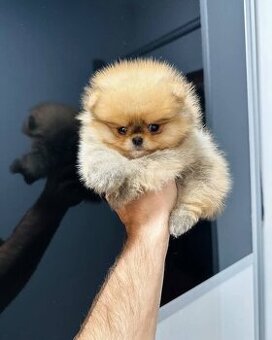 Pomeranian mini Boo