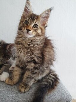 MAINE COON