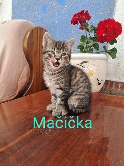 Darujem mačiatka