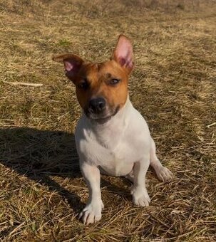 Ponúkam Jack Russella na krytie