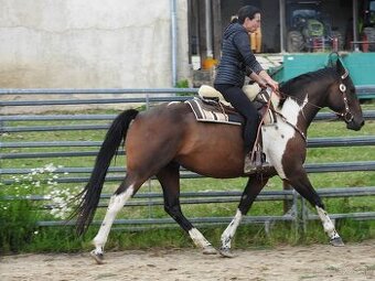 valach 5let výška 160cm APH